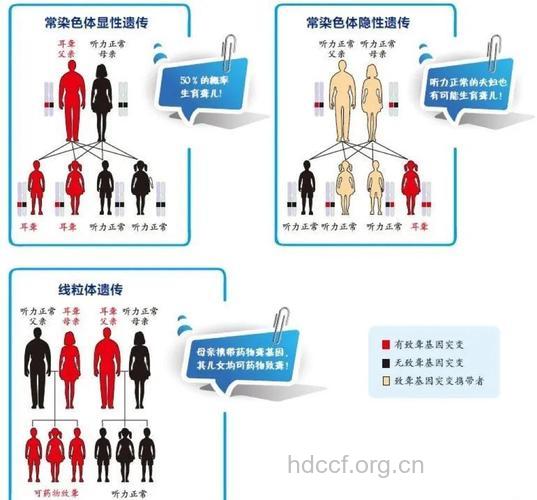 六成耳聋与遗传因素有关