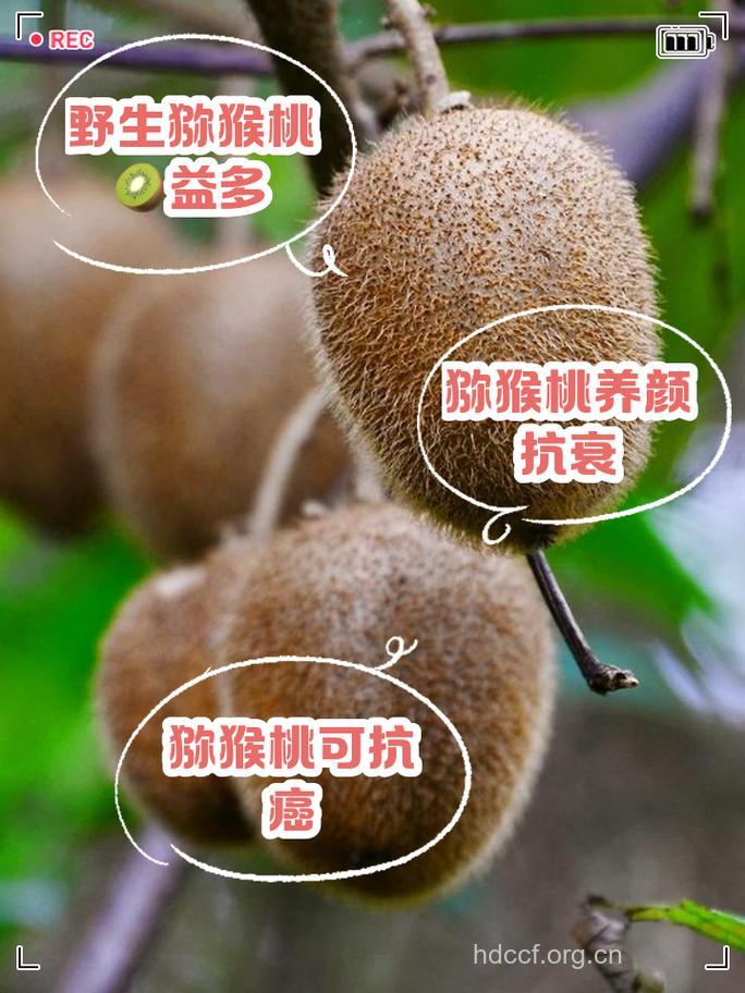 抗癌:猕猴桃显身手