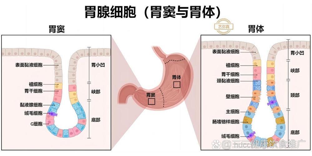 解析：A、B型两种萎缩性胃炎