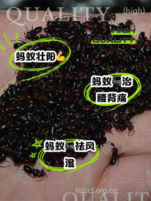 蚂蚁为什么能治疗强直性脊柱炎