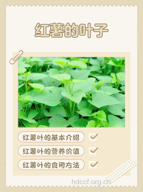 食高营养蔬菜－番薯叶好处多多