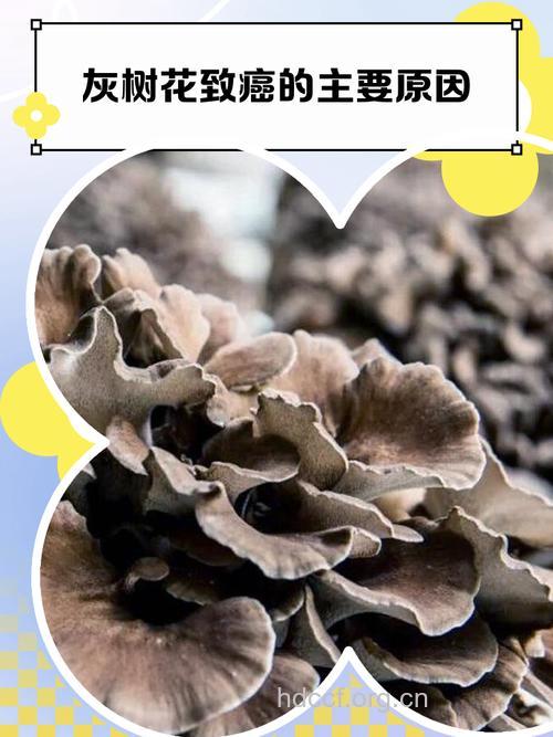 灰树花,为人类战胜肿瘤带来希望