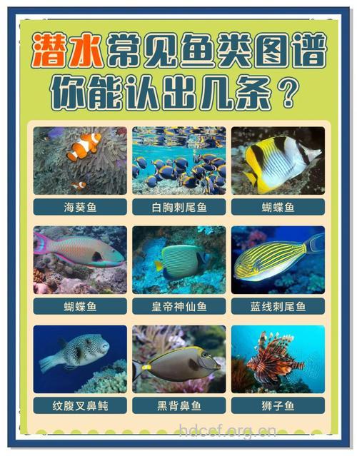 潜水知识：潜水有哪些分类?