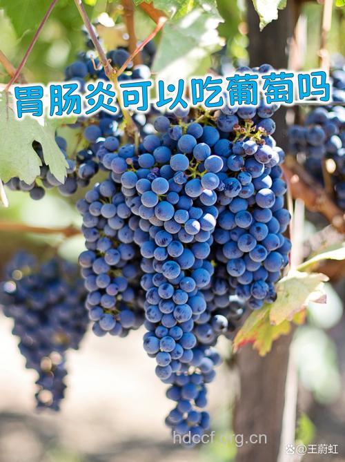 饭后吃葡萄易胃溃疡