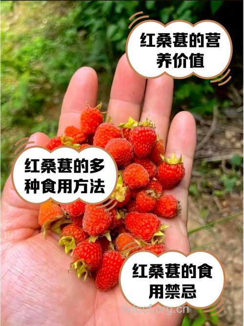 柿子桑葚清热润肺 喉咙肿痛多吃这些水果