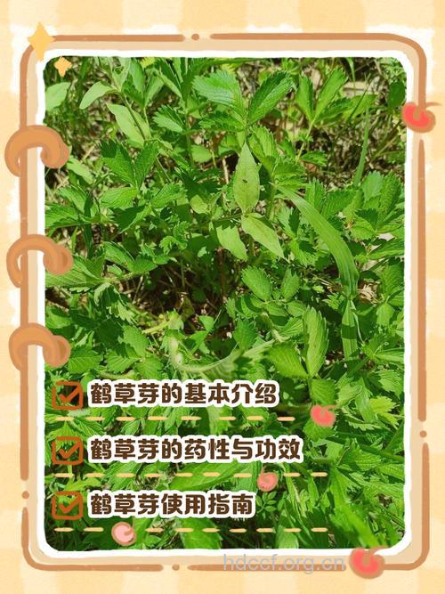 仙鹤草治慢性咽炎偏方