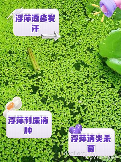 浮萍果胶可治疗并预防胃病