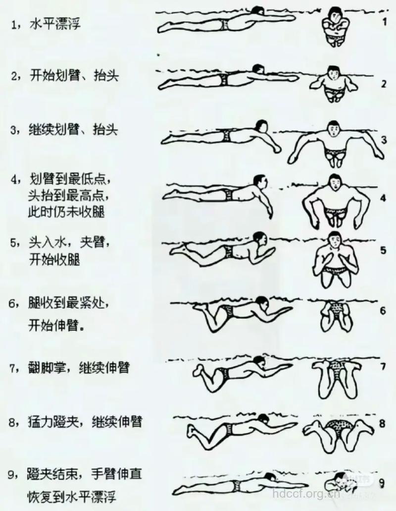 练习蛙泳有哪些动作