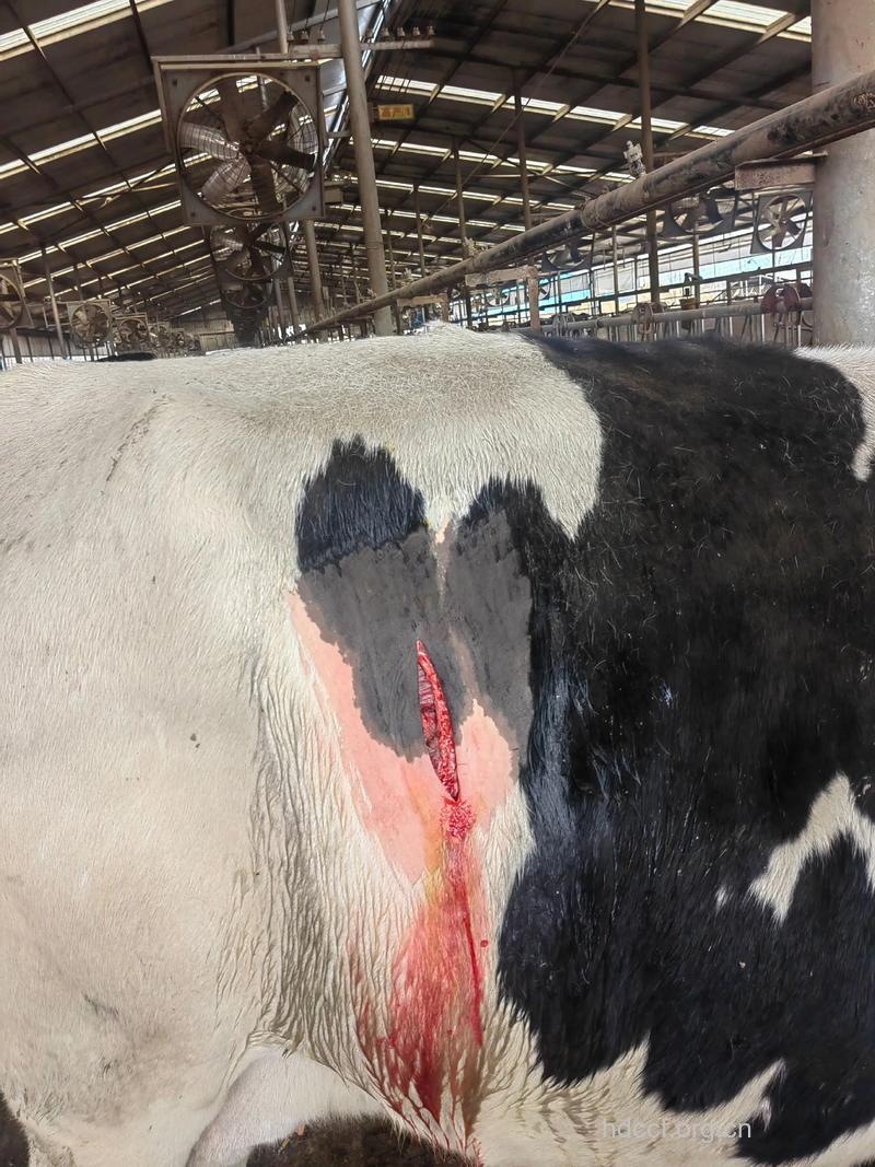 治疗胃溃疡的克隆牛生了！