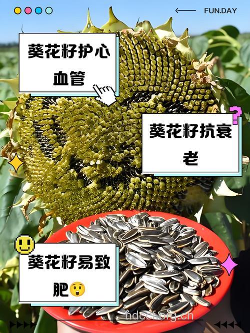 葵花籽影响生殖 七种食物是不孕不育的帮凶