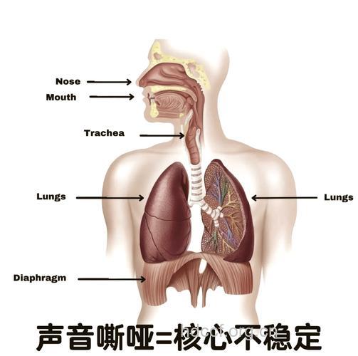 从医学角度认识嗓音的概念