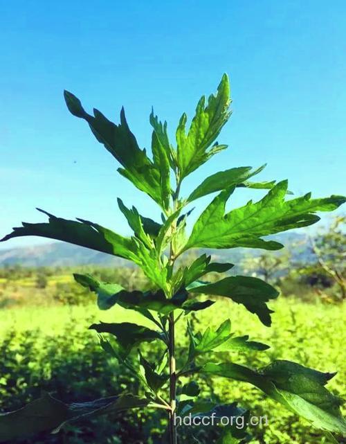 菊花艾叶辅助治疗膝关节炎