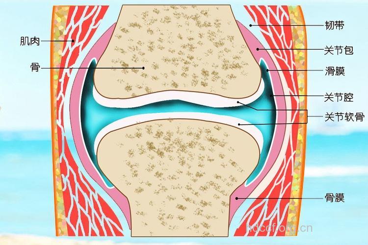 膝关节炎的病理是什么呢?