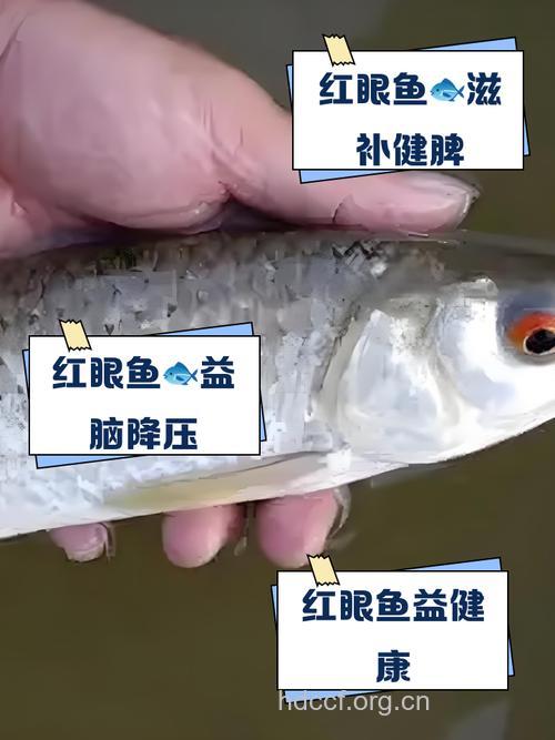 红眼病能吃海鲜吗?红眼病的饮食禁忌