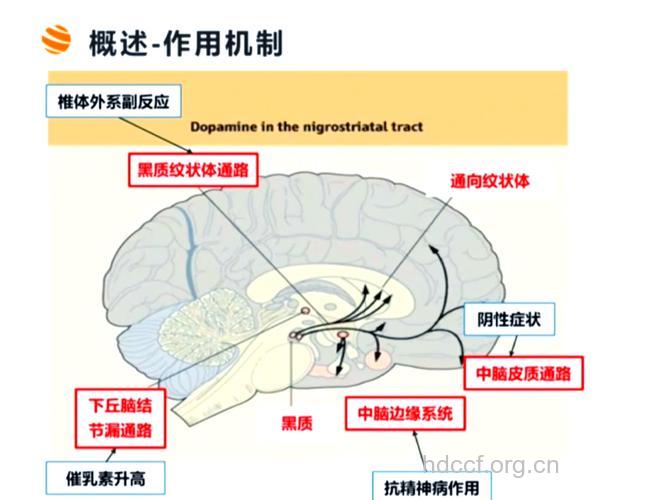 神经衰弱症的病因及其机制
