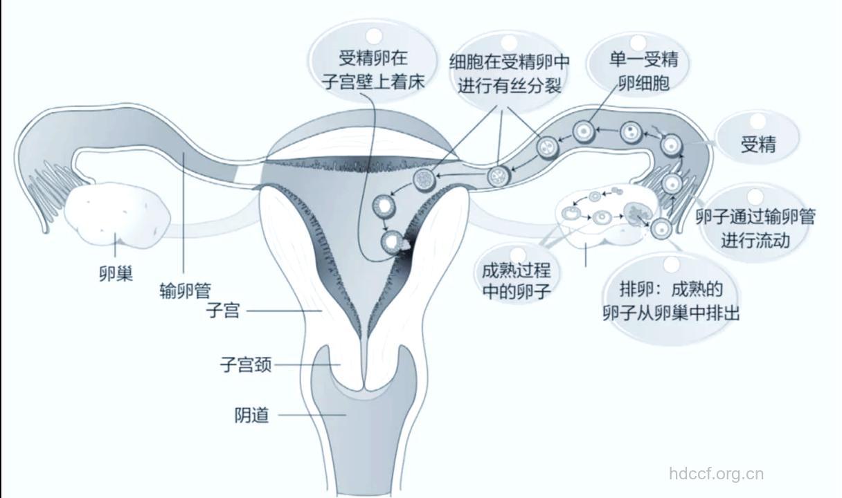 精子和卵子是如何相结合的?