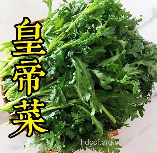 茼蒿又名“皇帝菜” 适量食用消食开胃