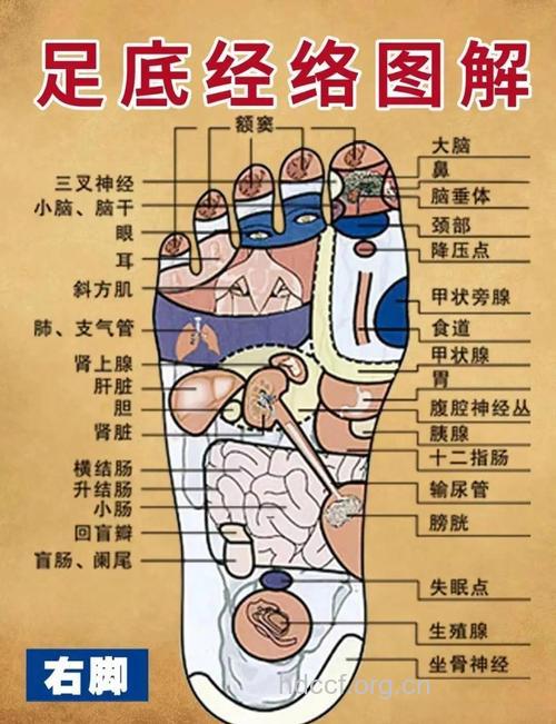 男人可从脚趾状态看肾脏是否健康