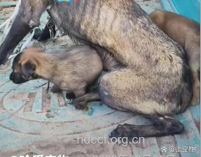 小狗舔一下 老人患上强迫症