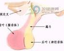 性变态病因表现及发展过程