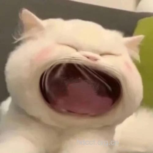 看见动物就“喊”打