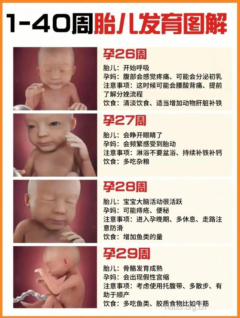 怀孕7月胎儿发育状况是怎么样的