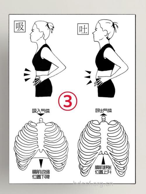 推荐:让胃动起来的腹式呼吸
