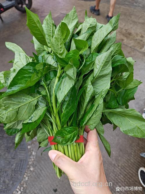 养胃不妨试试辣椒叶