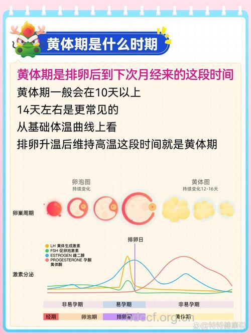 女性黄体期是什么时候