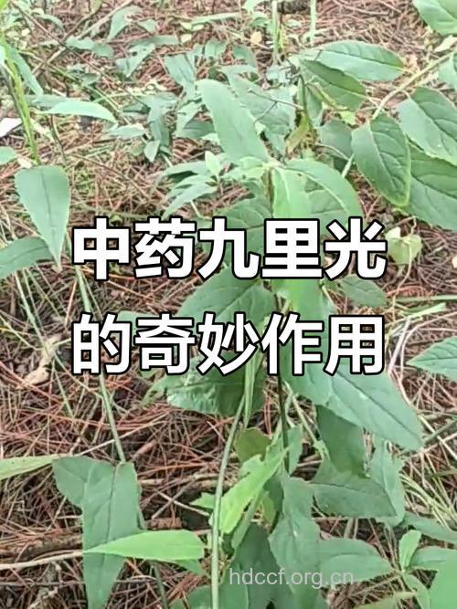 中药治疗沙眼的两个偏方