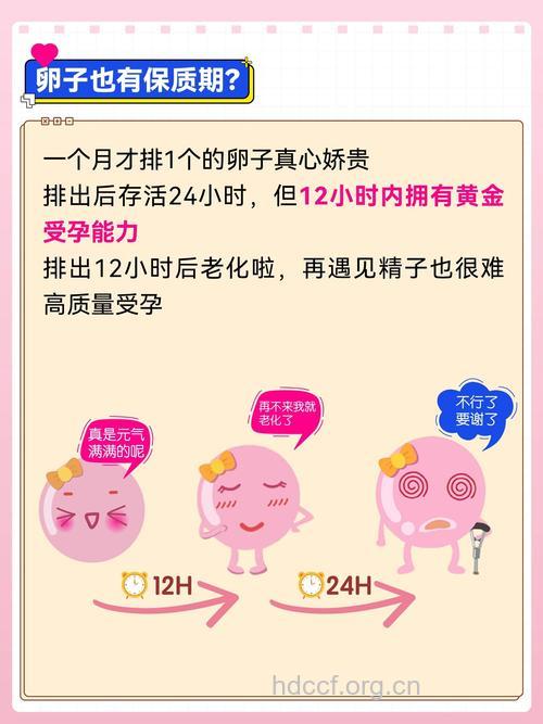 卵子的存活时间有多长