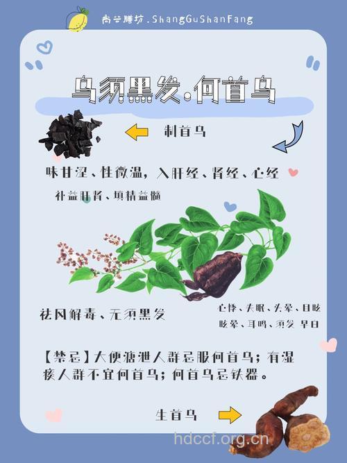 容易脱发怎么办 何首乌偏方更快生发