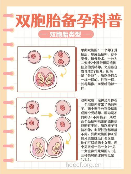 想生个双胞胎,不成问题!