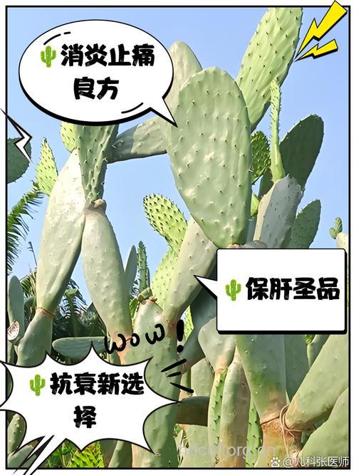 仙人掌能防辐射吗 防辐射有哪些方法
