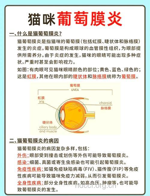 怎么治疗葡萄膜炎的并发症