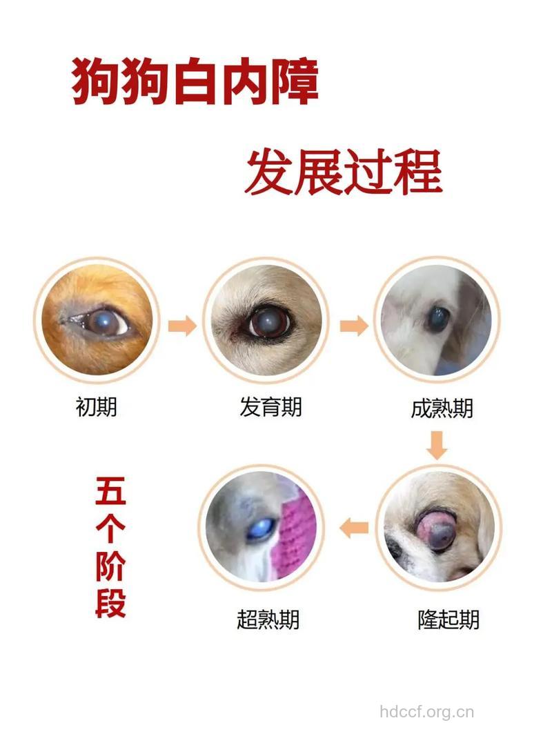 怎么减慢白内障病程