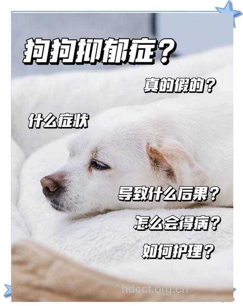 狗狗也会患抑郁症吗