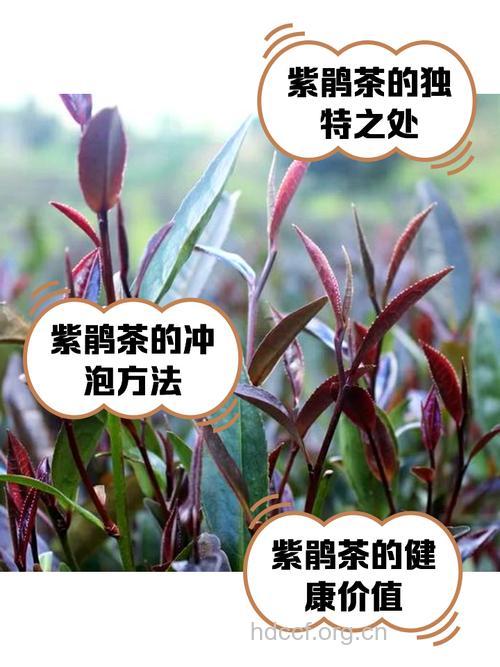 紫杜鹃泡水喝的功效