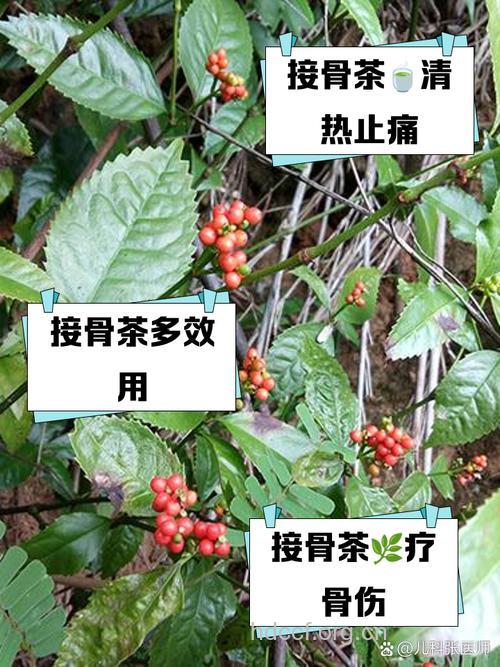 接骨木泡水喝的功效
