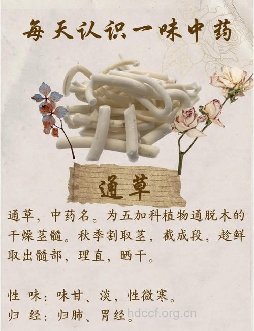 通草泡水喝的功效