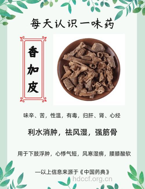 香加皮泡水喝的功效