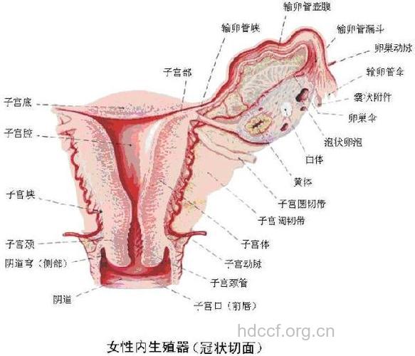 性交过频可致女性不孕吗