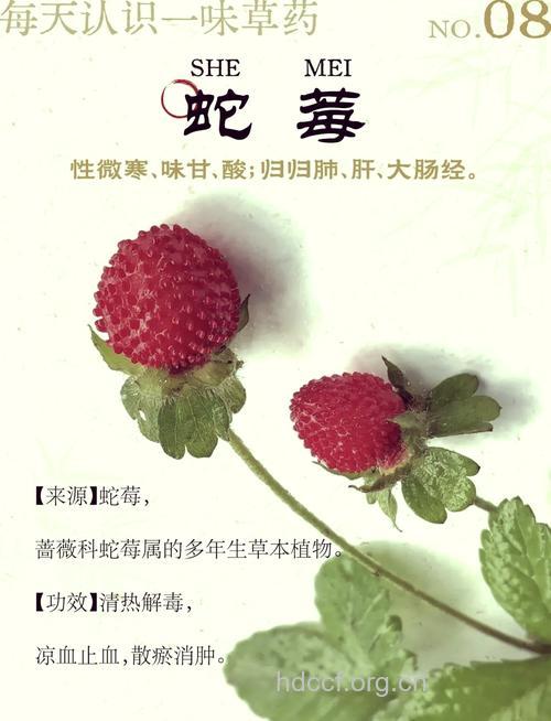 蛇葡萄泡水喝的禁忌