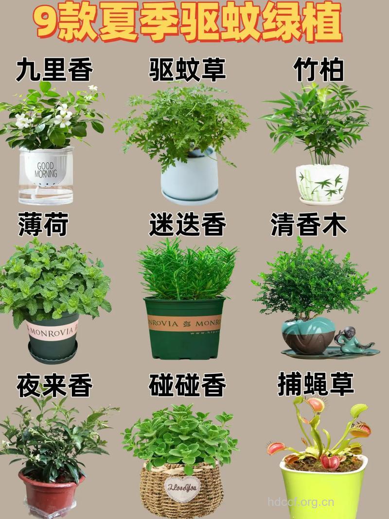 你知道吗 这9种植物能驱蚊