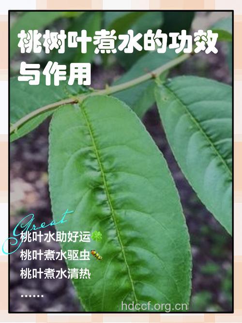 桃叶泡水喝的功效