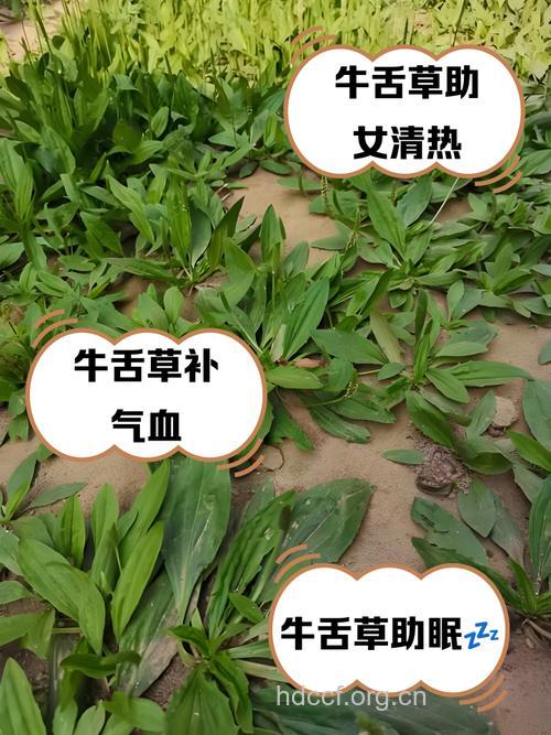 牛舌草泡水喝的禁忌