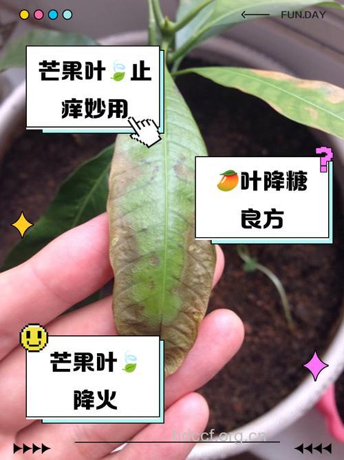 芒果叶泡水喝的功效