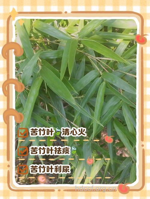 苦竹叶泡水喝的功效