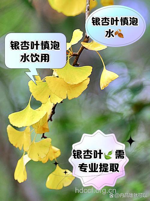 白果叶泡水喝的禁忌