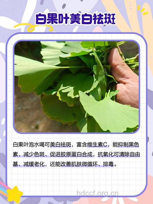 白果叶泡水喝的功效